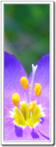 Art Photography Prints Online